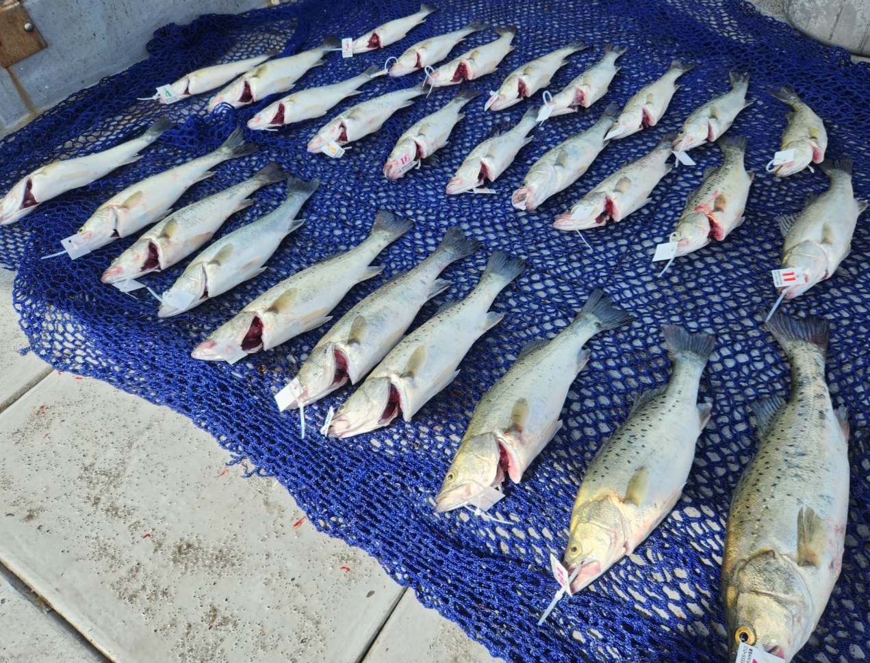 7월8일 뉴대성호 농어외수질조황