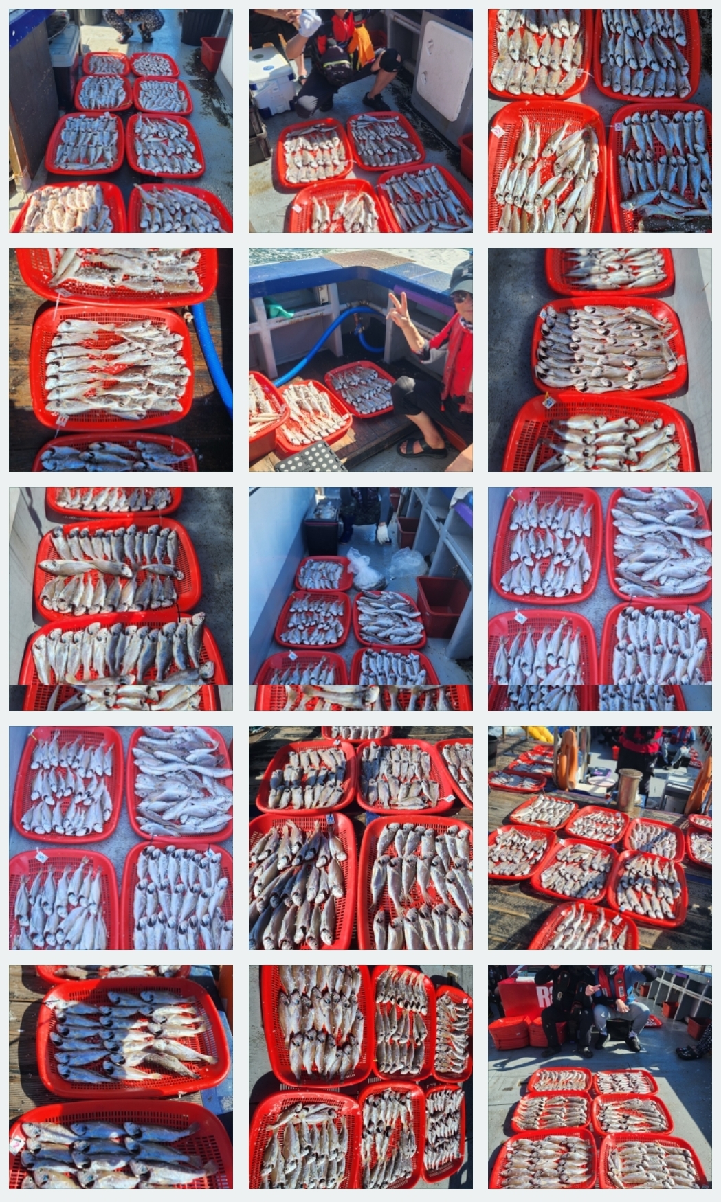 7월26일 뉴대성호 백조기조황