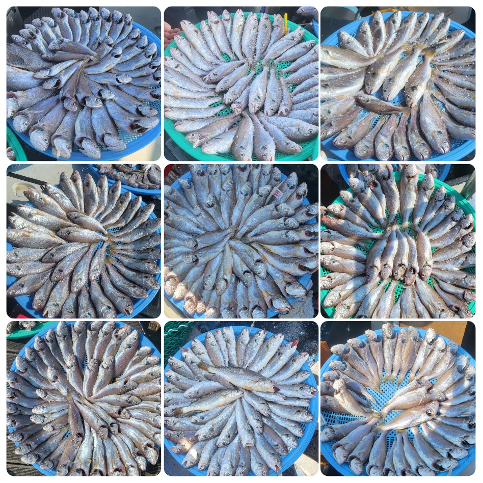 7월 30일 대성호 백조기조황입니다