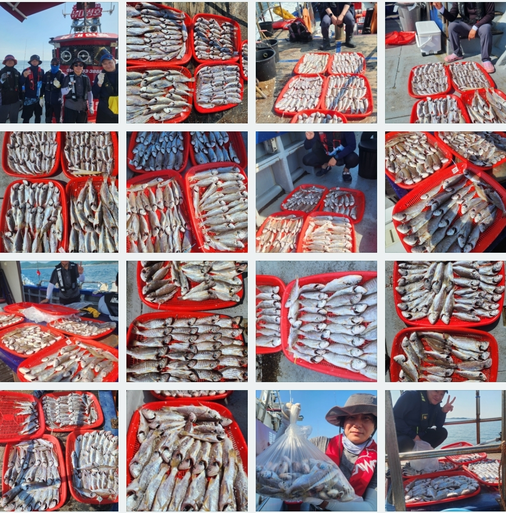 7월28일 뉴대성호 백조기조황