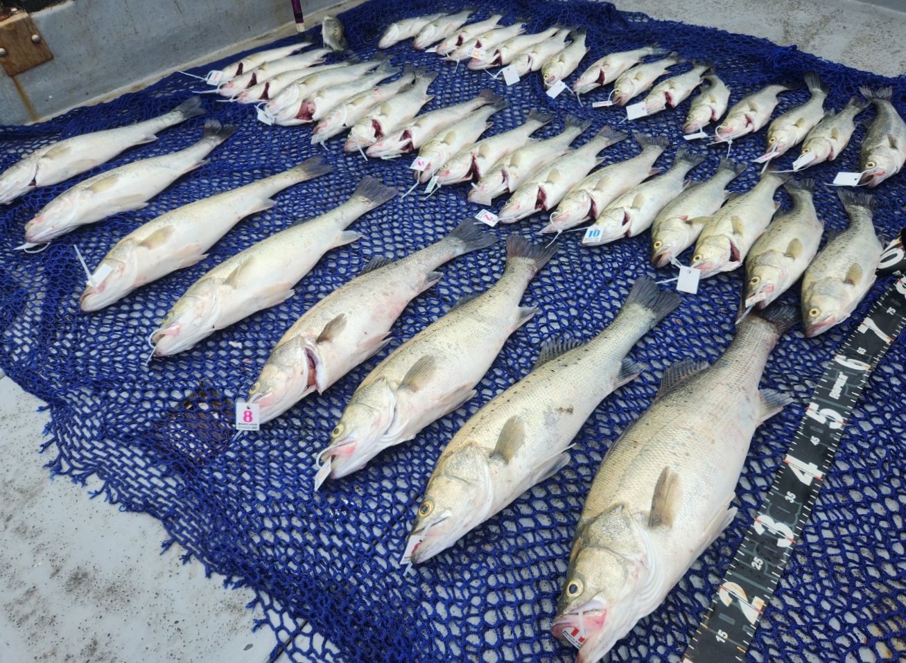 6월30일 뉴대성호 농어외수질 조황