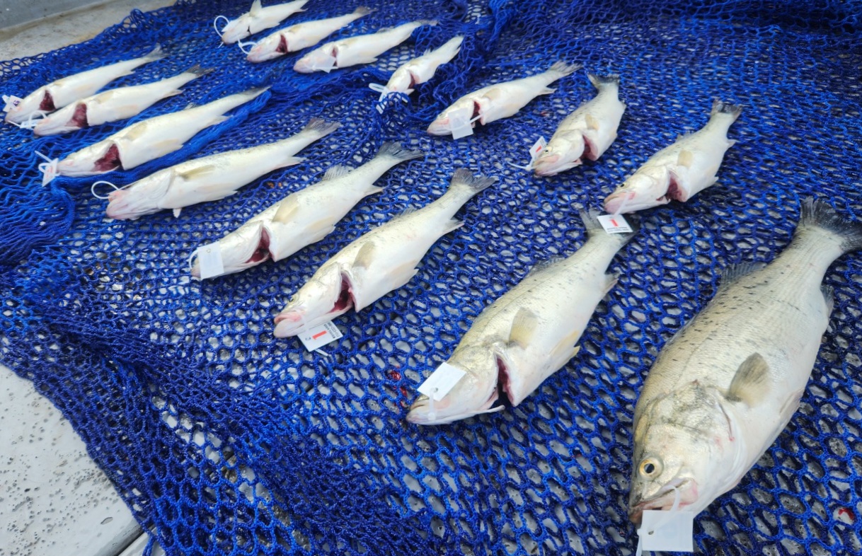 7월7일 뉴대성호 농어외수질조황