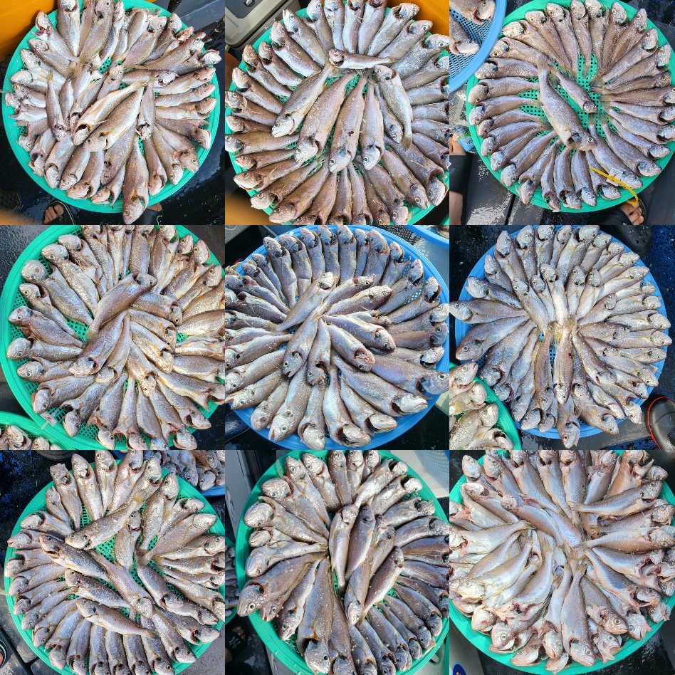 8월 13일 대성호 왕 백조기조황입니다