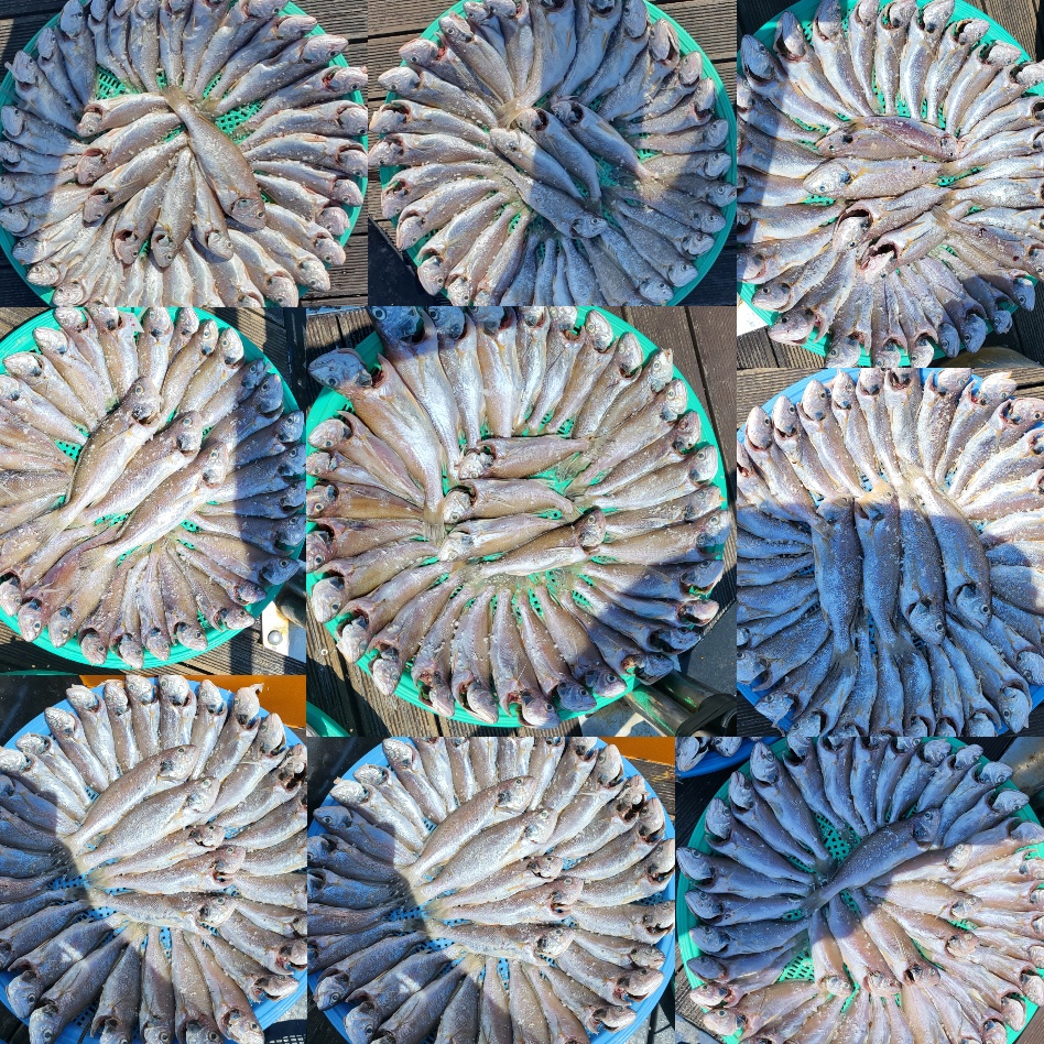 8월 8일 대성호 6인 백조기조황입니다