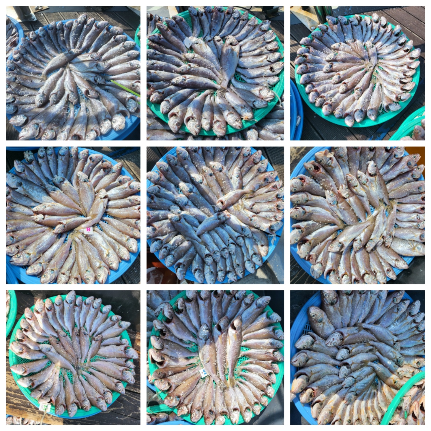 8월 19일 대성호 백조기 조황