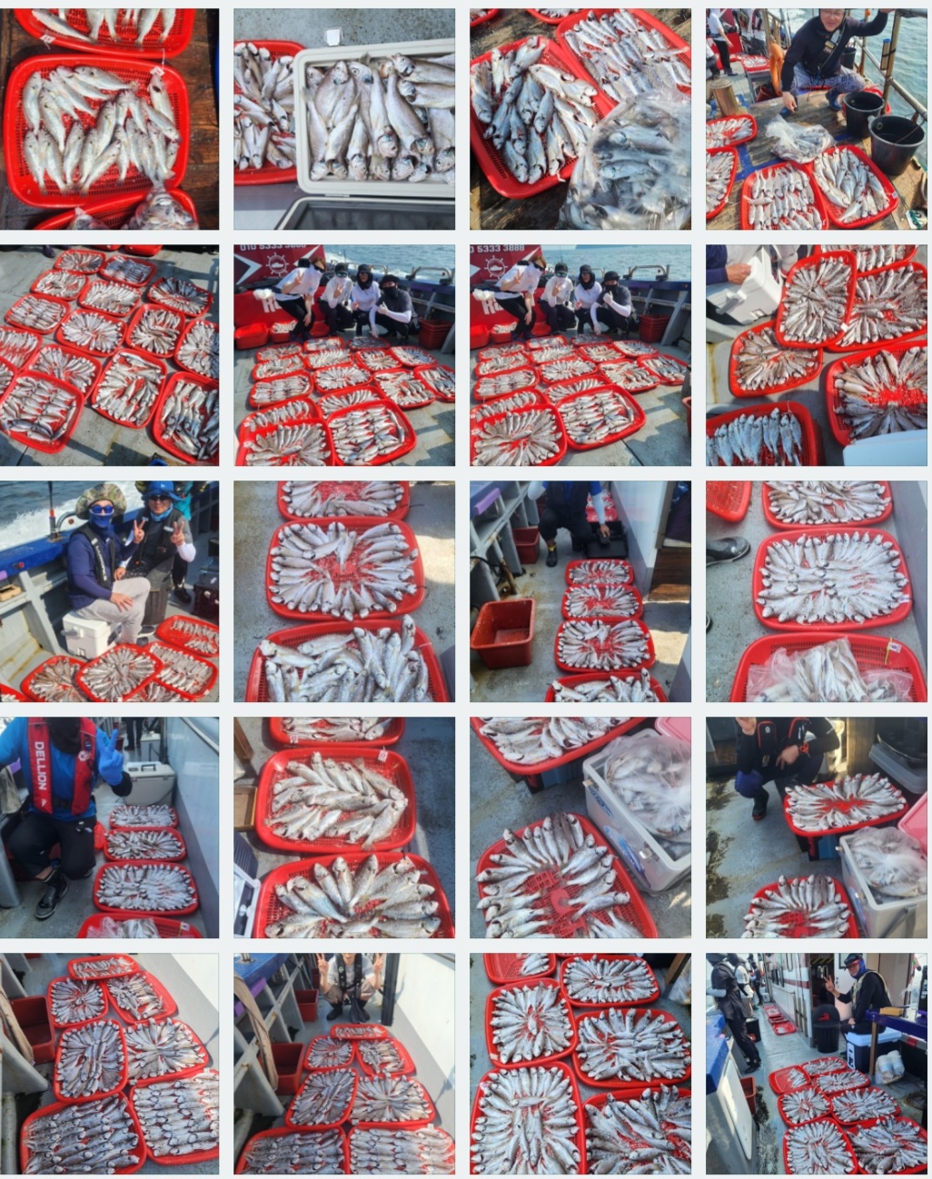 8월 15일 뉴대성호 백조기조황