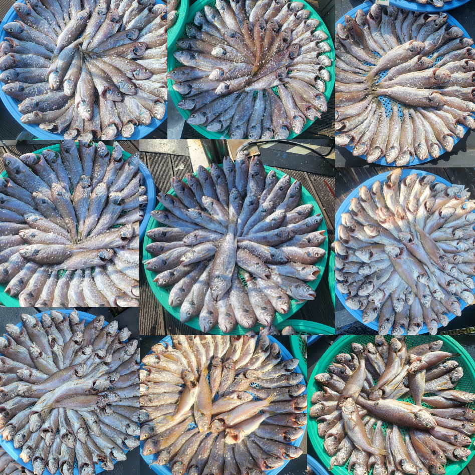 8월 15일 대성호 백조기조황입니다