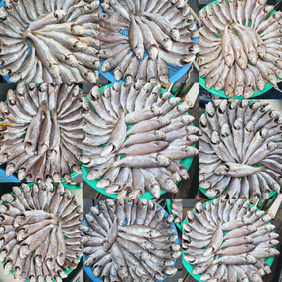 8월 12일 대성호 백조기조황입니다