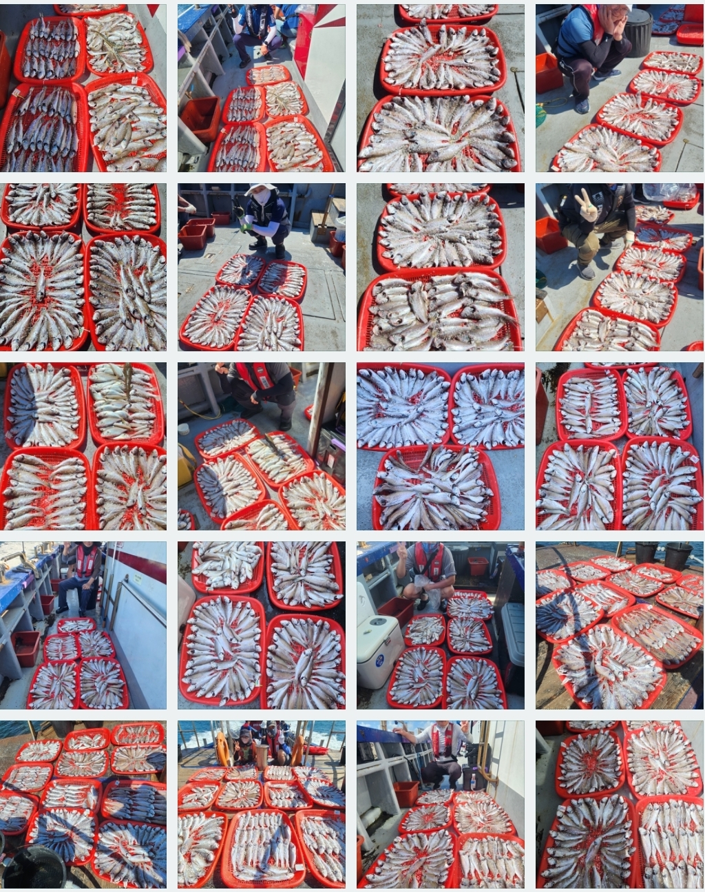 8월 25일 뉴대성호 백조기조황