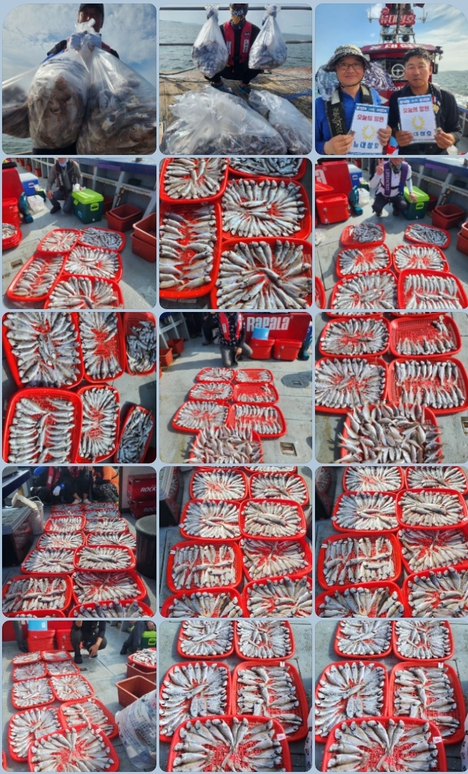 8월 21일 뉴대성호 백조기조황