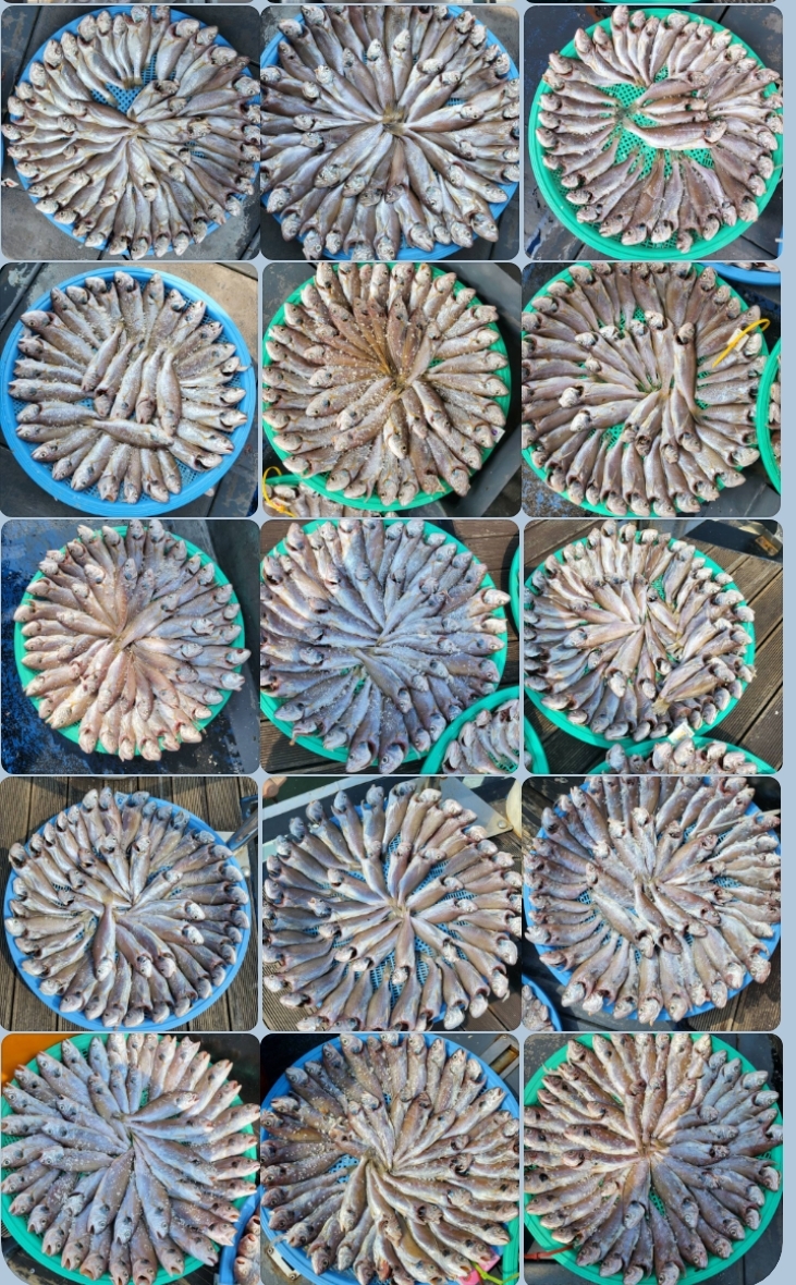 8월 14일 대성호 백조기조황입니다