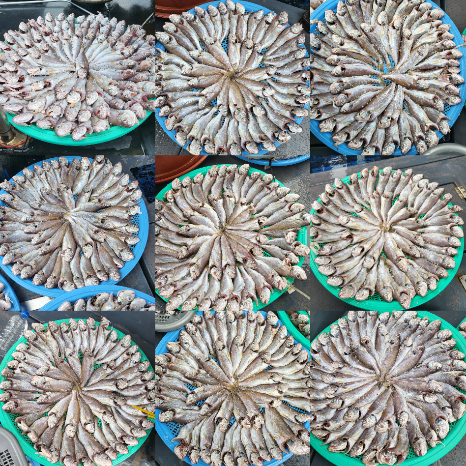 8월 27일 대성호 백조기조황입니다