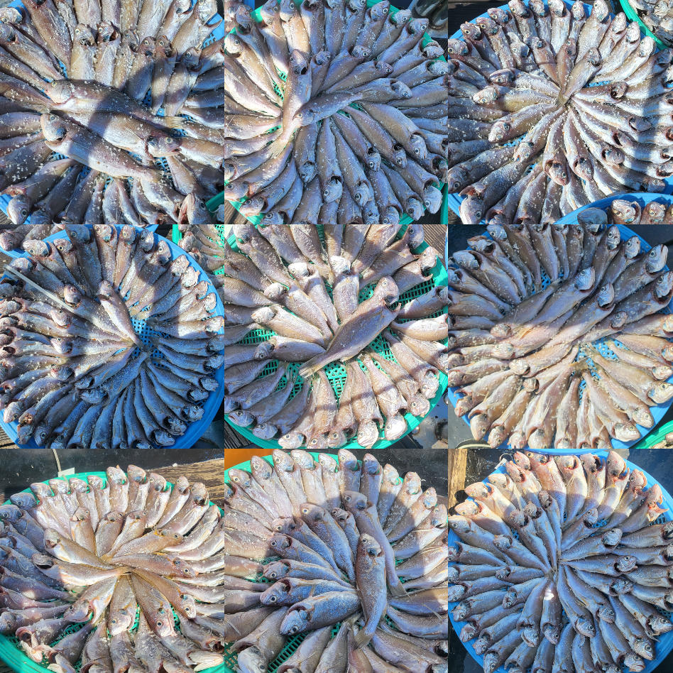 8월 25일 대성호 11인  백조기조황입니다