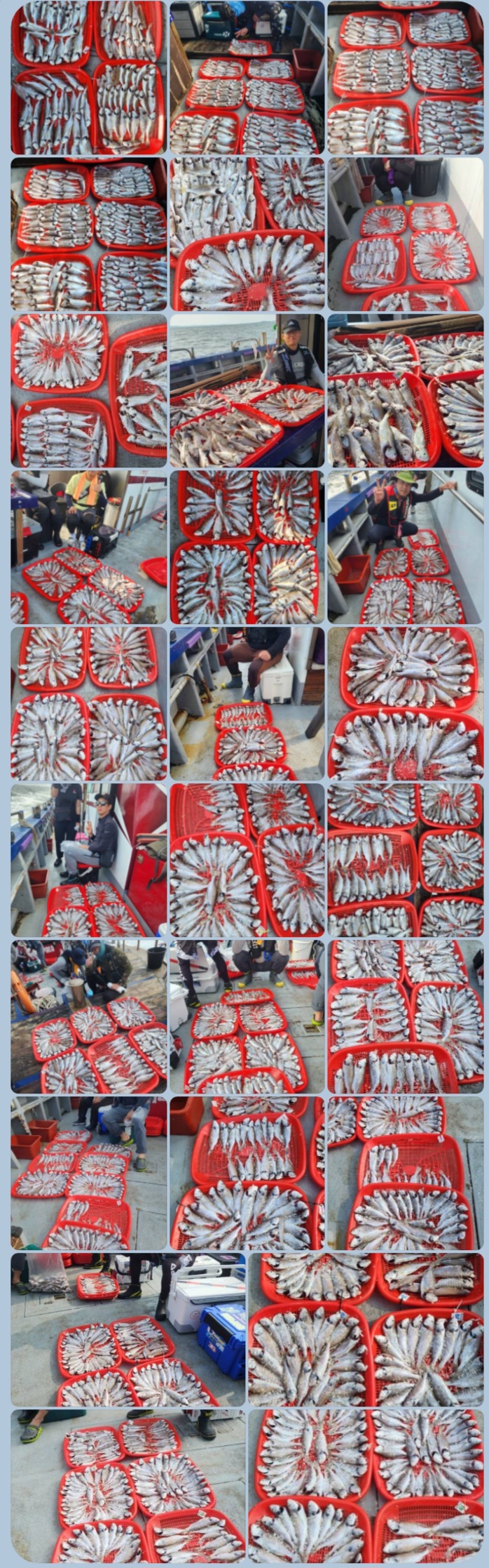 8월 14일 뉴대성호 백조기조황