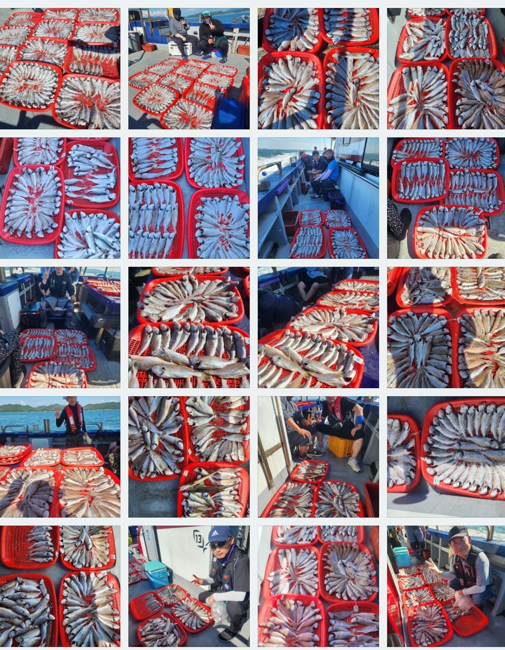 8월 4일 뉴대성호 백조기조황