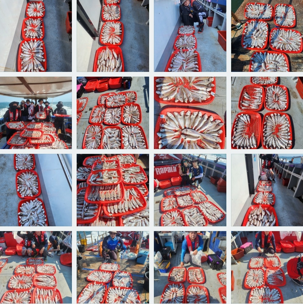 8월 5일 뉴대성호 백조기조황