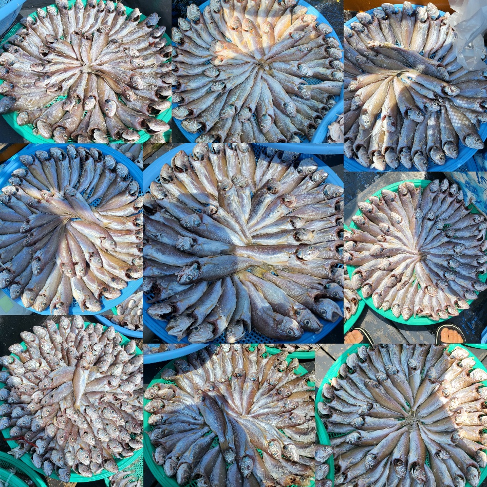 8월 6일 대성호 백조기 초초초대박 조황입니다