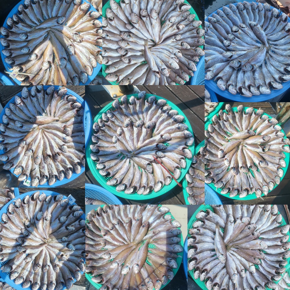 8월 1일 대성호 백조기 초대박 조황입니다