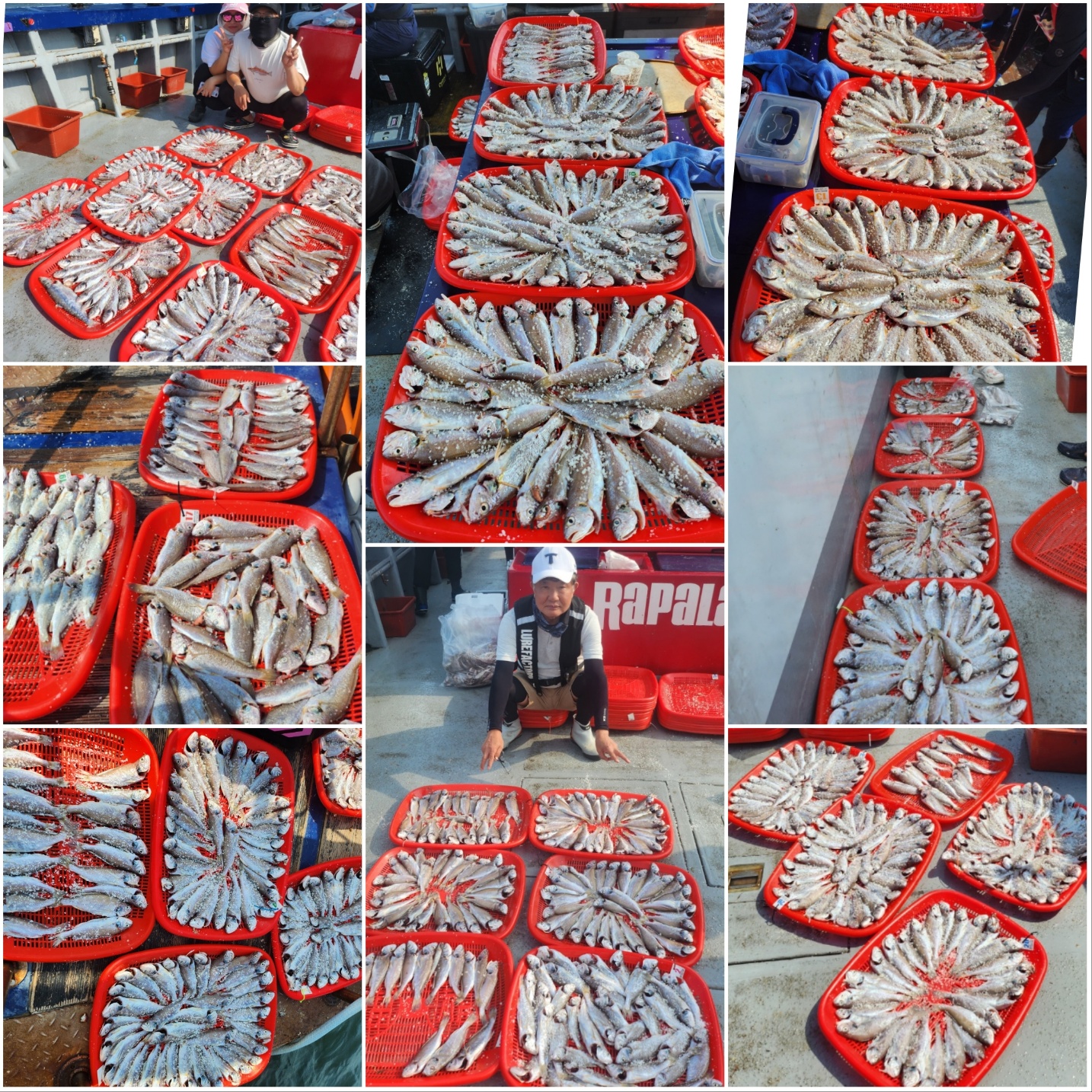 8월 6일 뉴대성호 백조기 초초대박 조황입니다.