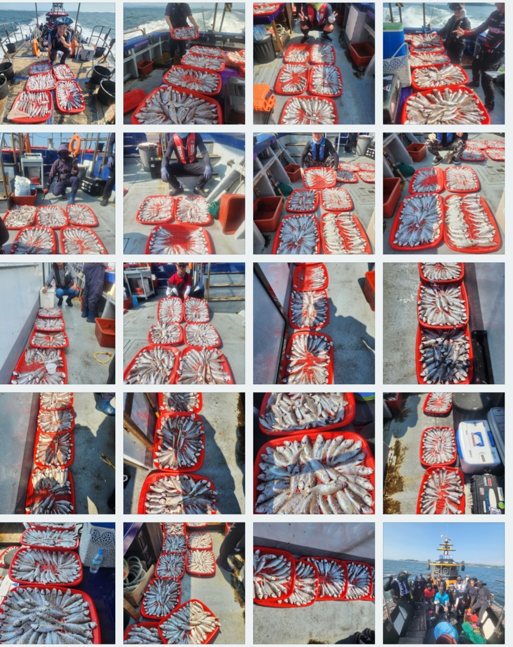 8월 19일 뉴대성호 백조기조황