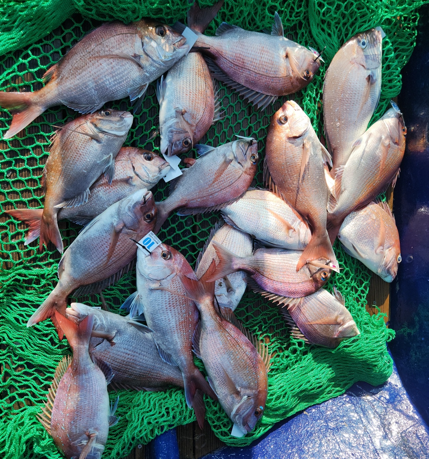 8월 19일 블루원 참돔 조황