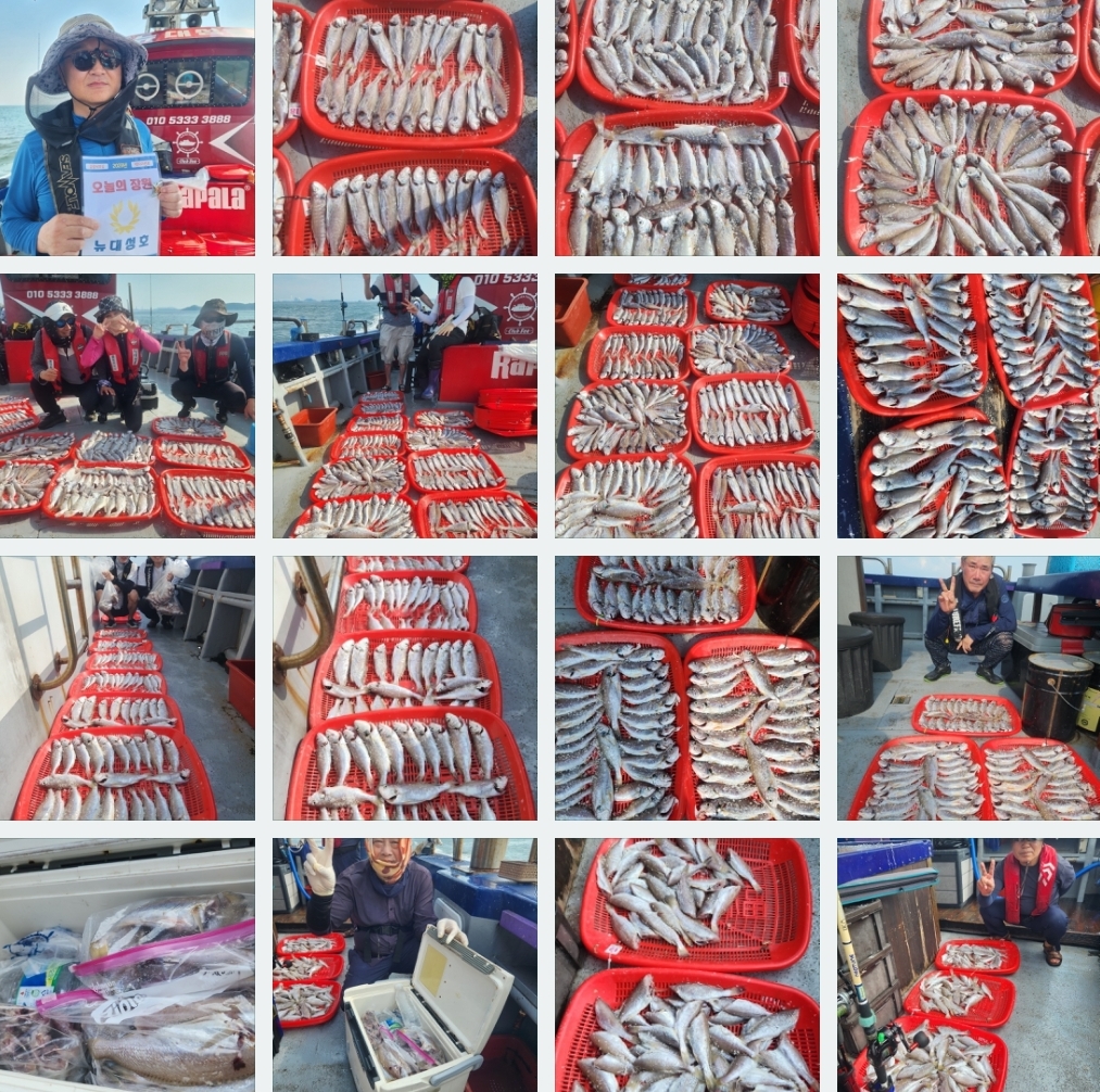 8월 7일 뉴대성호 백조기조황