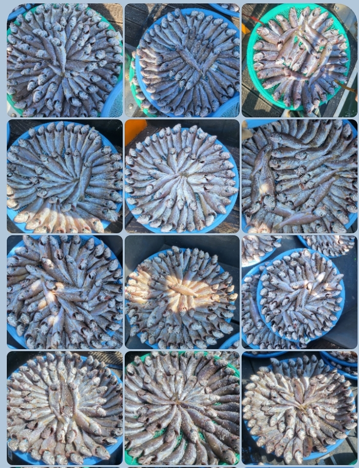 8월 20일 대성호 왕 백조기조황입니다