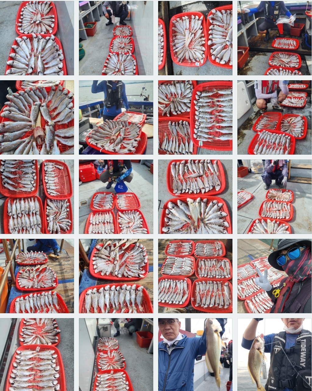 8월 24일 뉴대성호 백조기조황