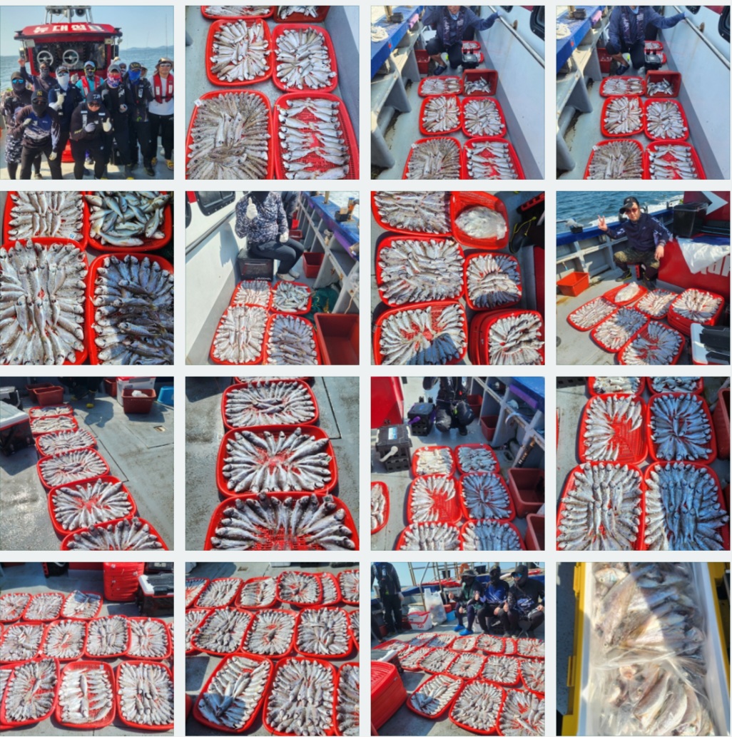 8월 18일 뉴대성호 백조기조황