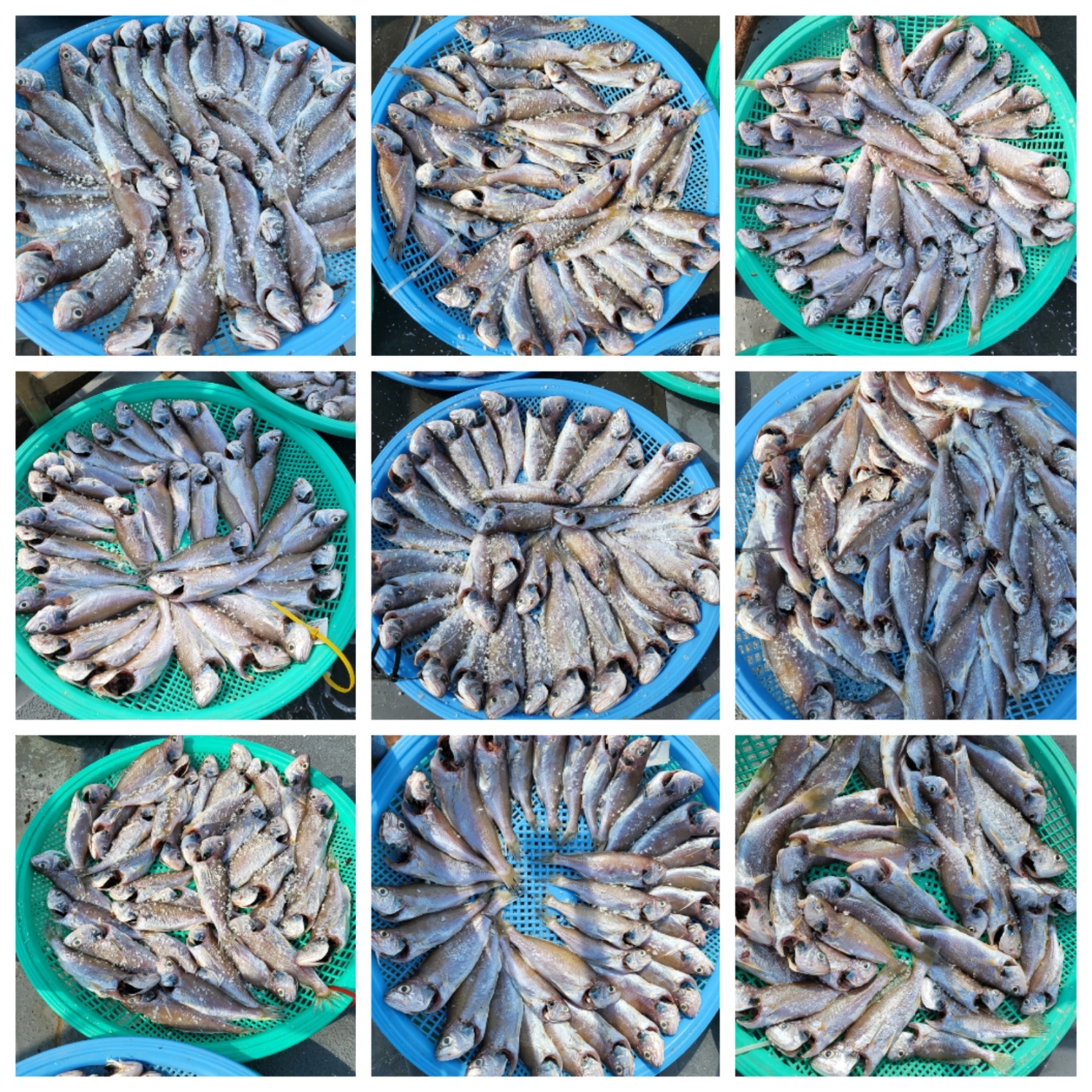 8월7일 마린호 첫출조 잘다녀왔습니다