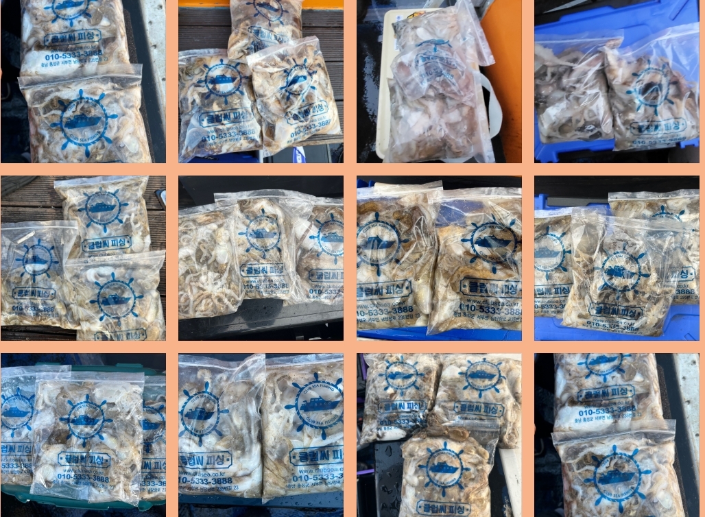 9월 11일 대성호 주꾸미 조황입니다