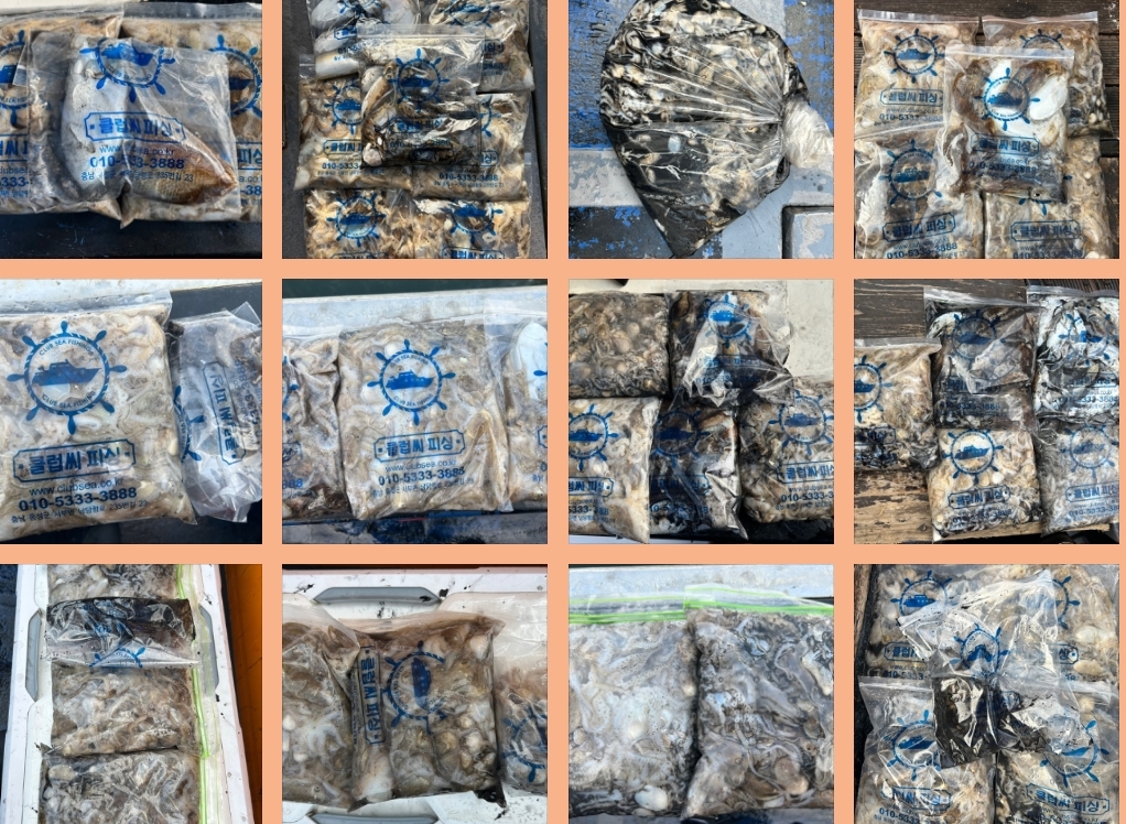 9월 10일 대성호 주꾸미 조황입니다