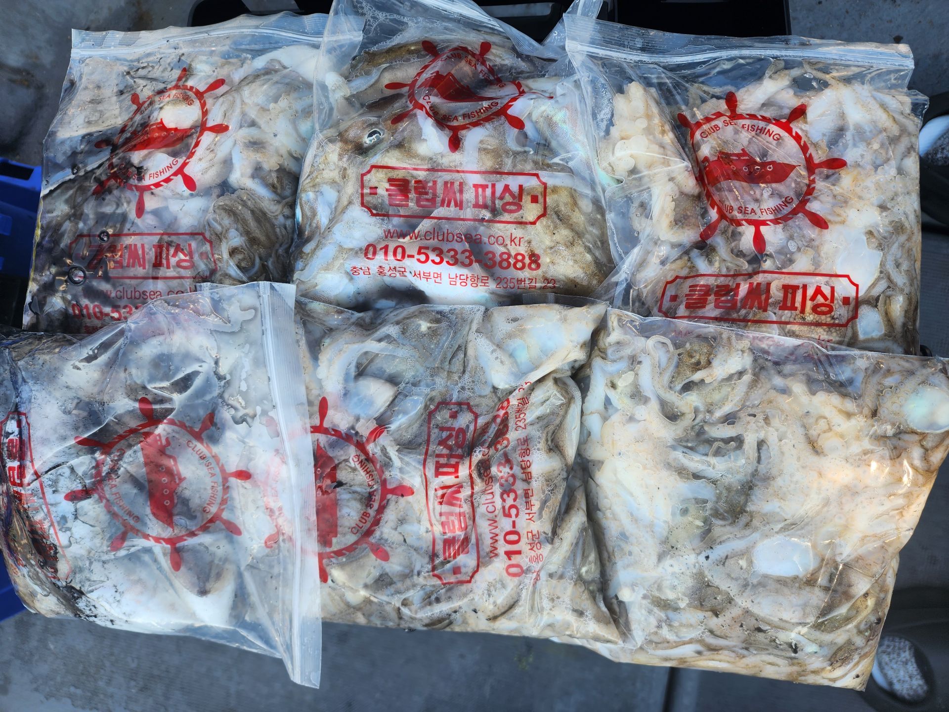 9월 11일 대성2호 쭈꾸미 조황