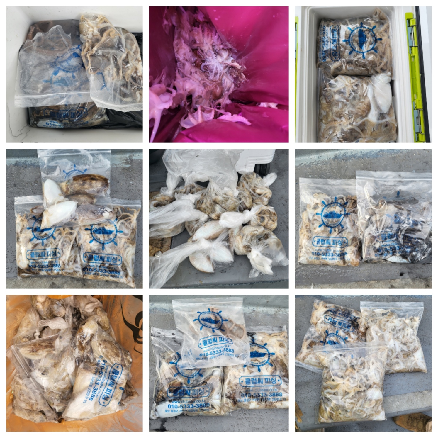 9월24일 마린호 쭈조황입니다