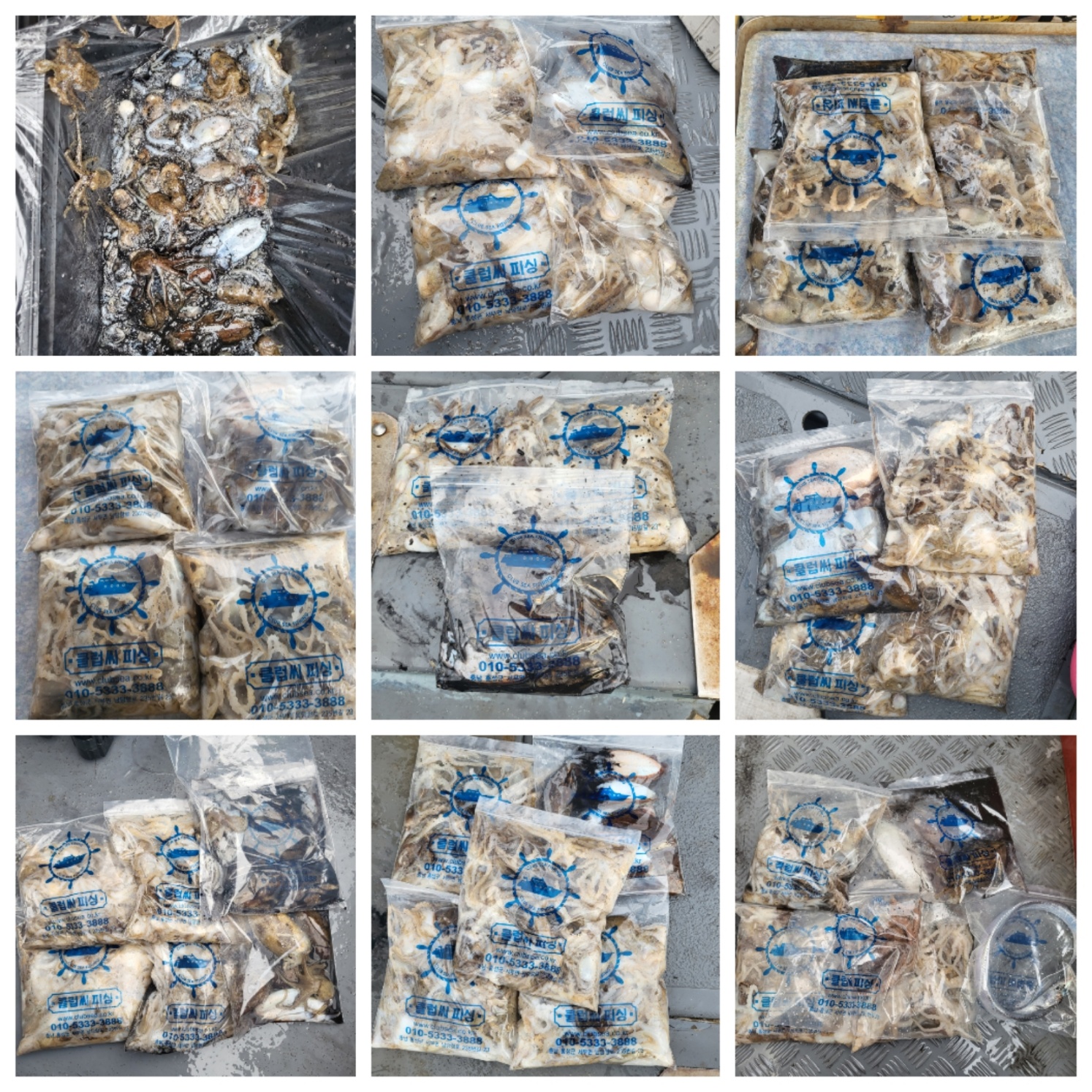 9월23일 마린호 쭈조황입니다