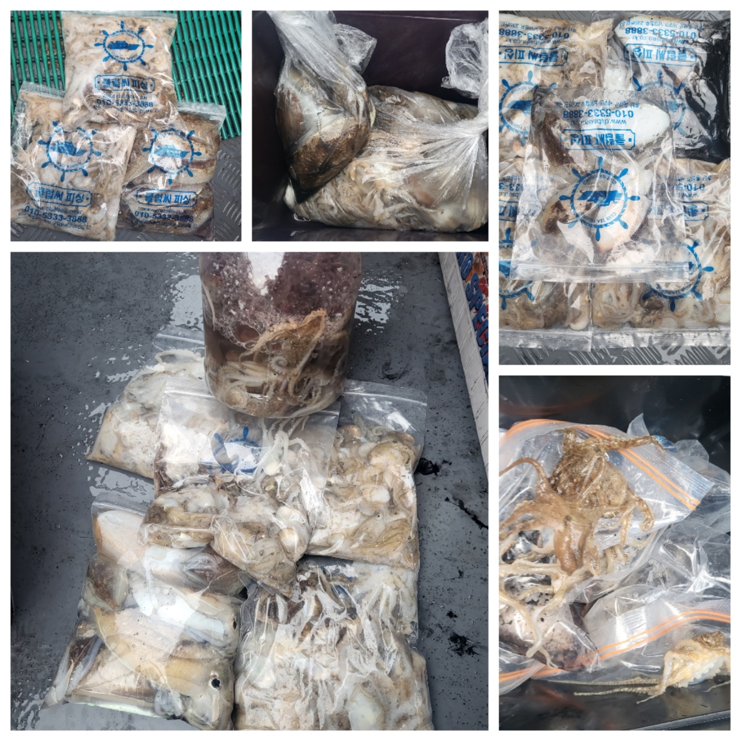 9월25일 마린호 쭈조황입니다