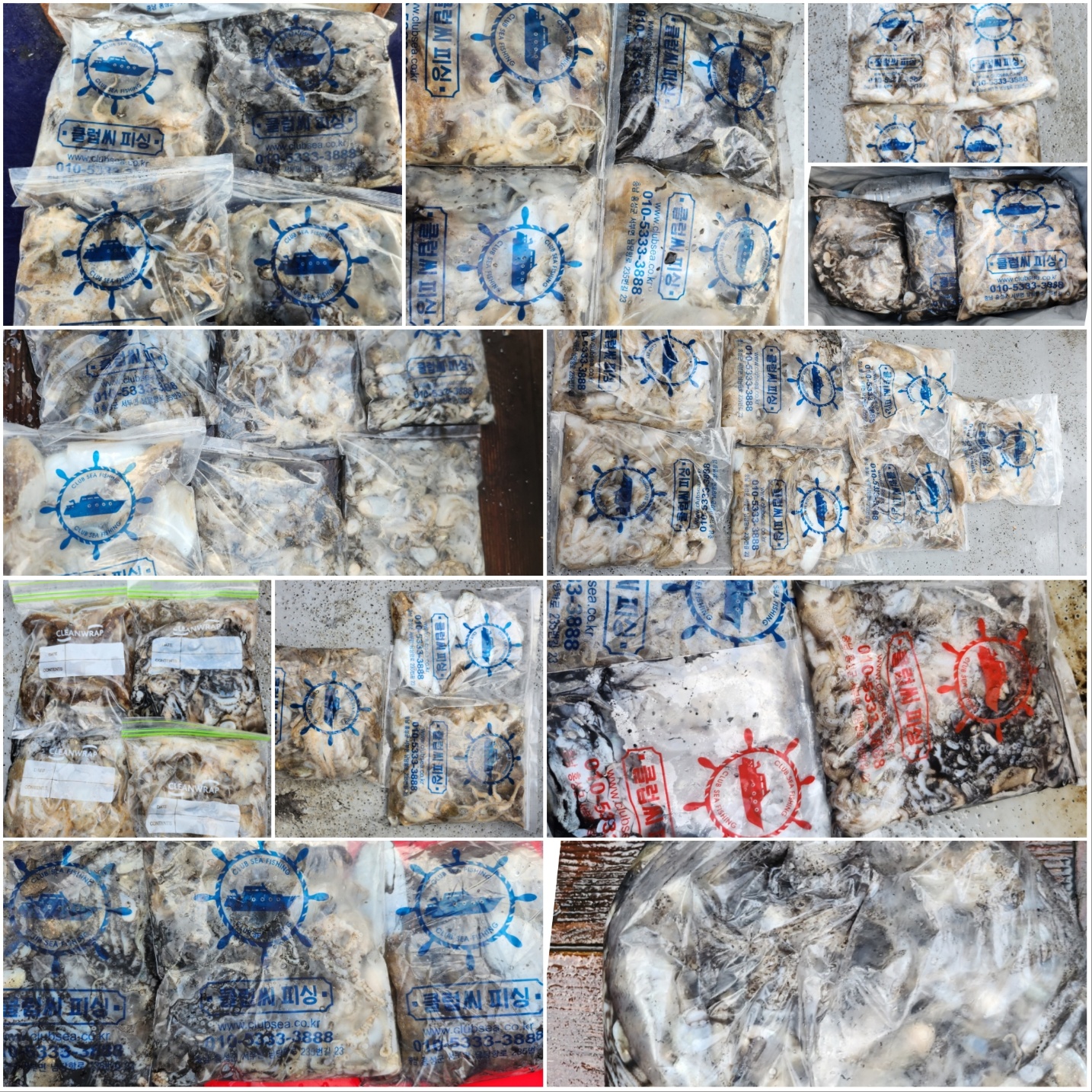 9월 17일 뉴대성호 주꾸미 조황