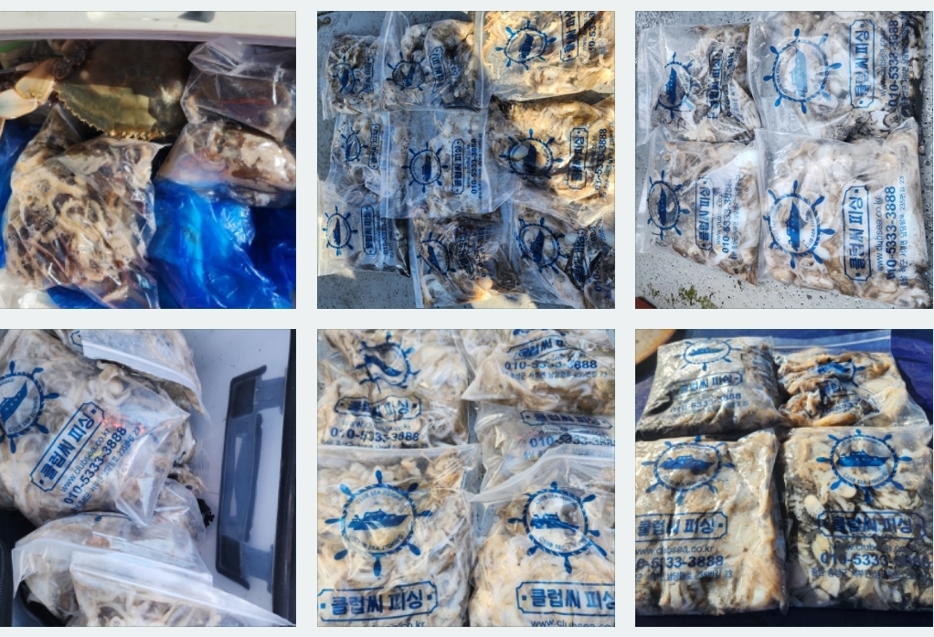 9월 8일 뉴대성호 주꾸미조황