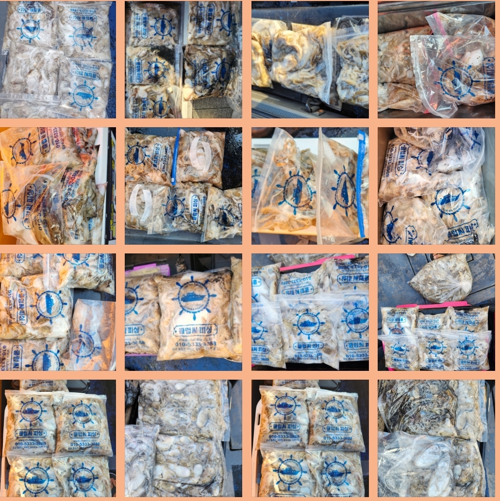 9월 7일 대성호 대박주꾸미 조황입니다