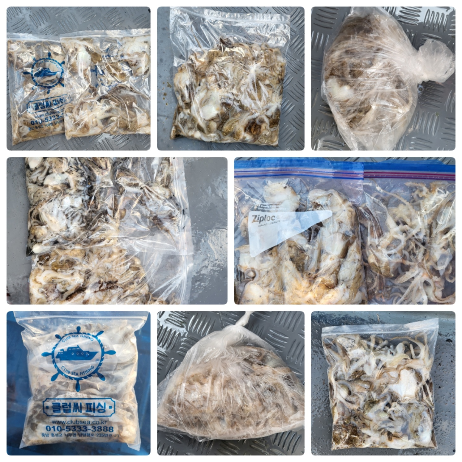 9월6일 마린호 쭈조황입니다