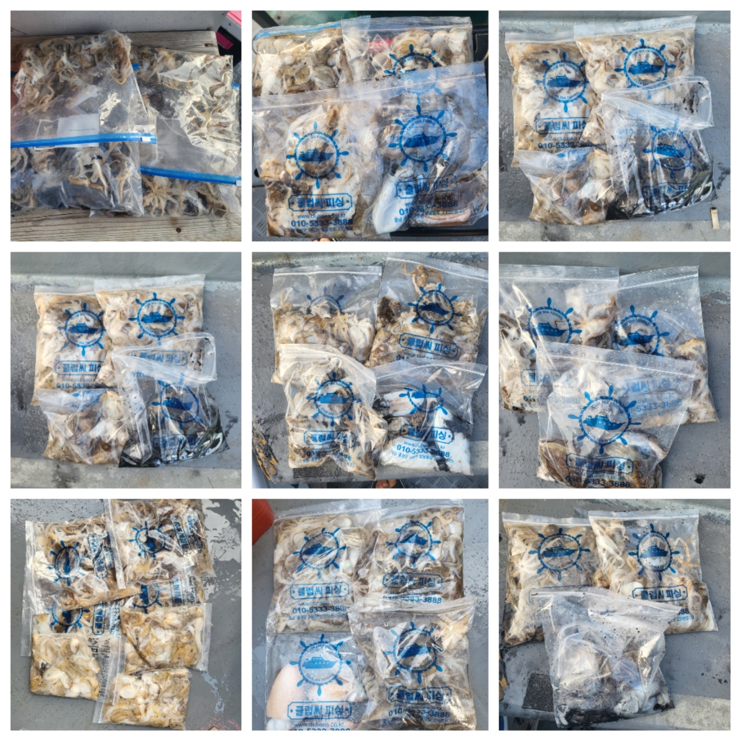 9월10일 마린호 쭈조황입니다