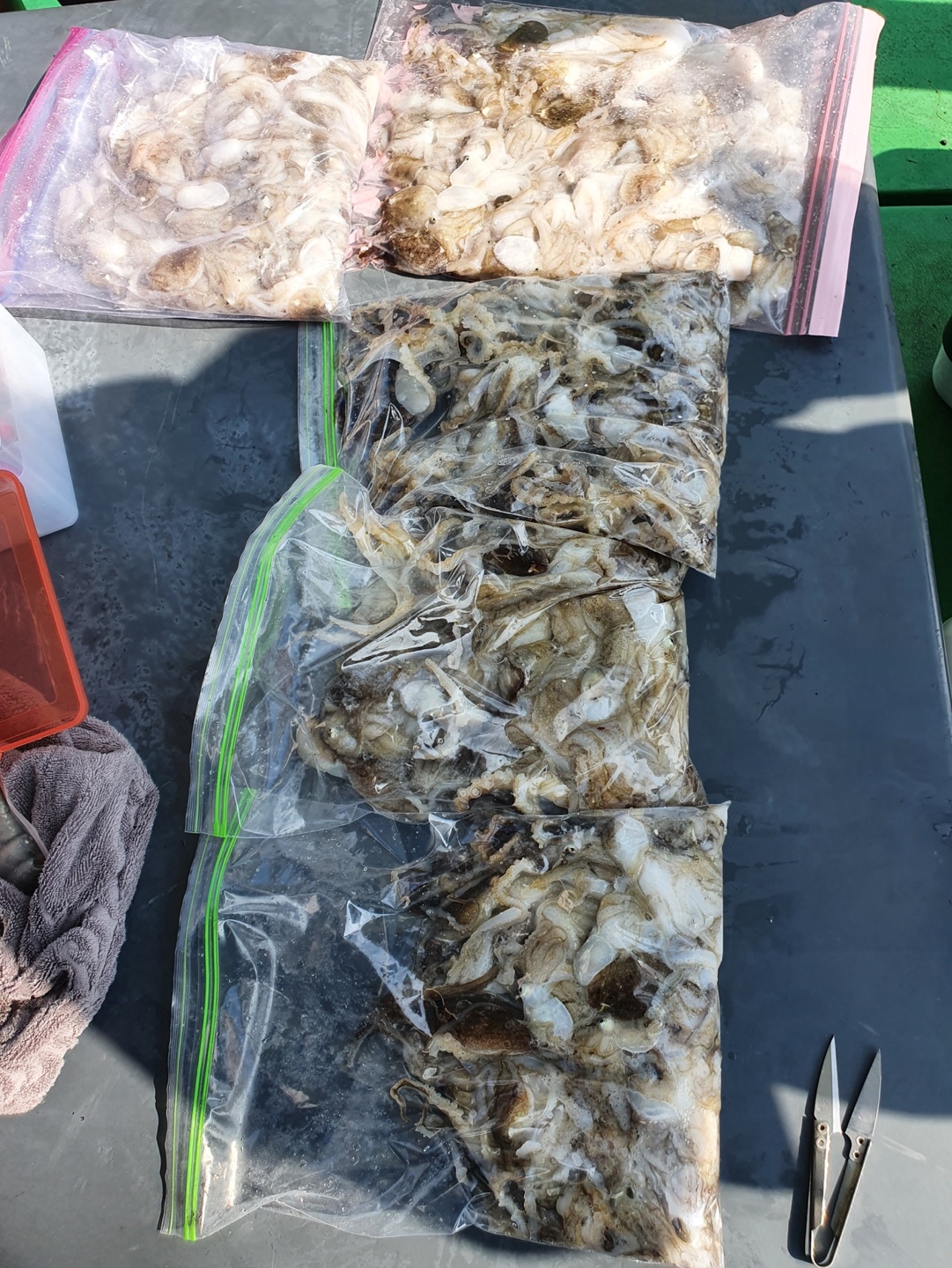 9월4일 뉴궁리호 주꾸미 조황