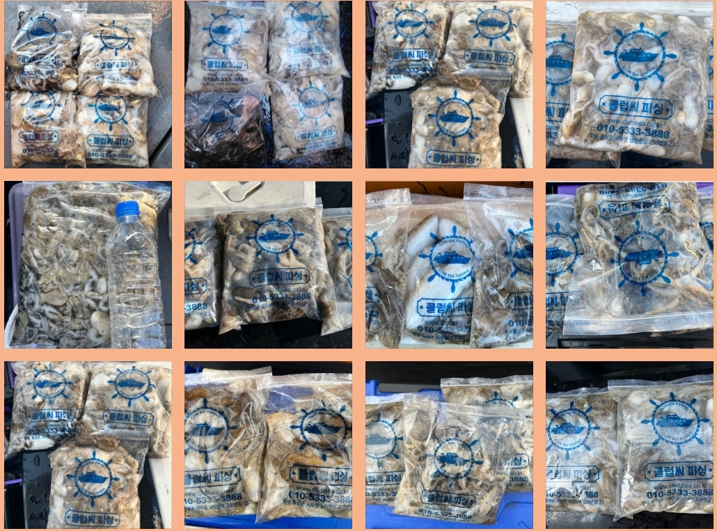 9월 8일 대성호 주꾸미 조황입니다