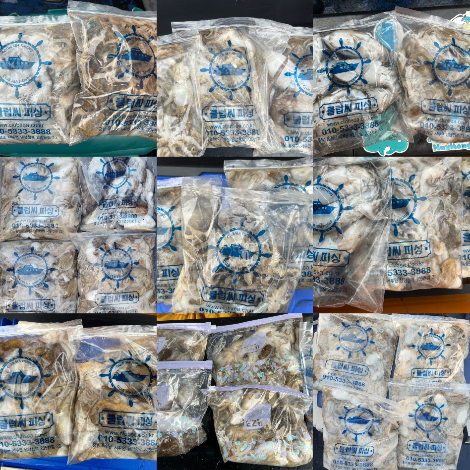 9월 4일 대성호 주꾸미 조황입니다