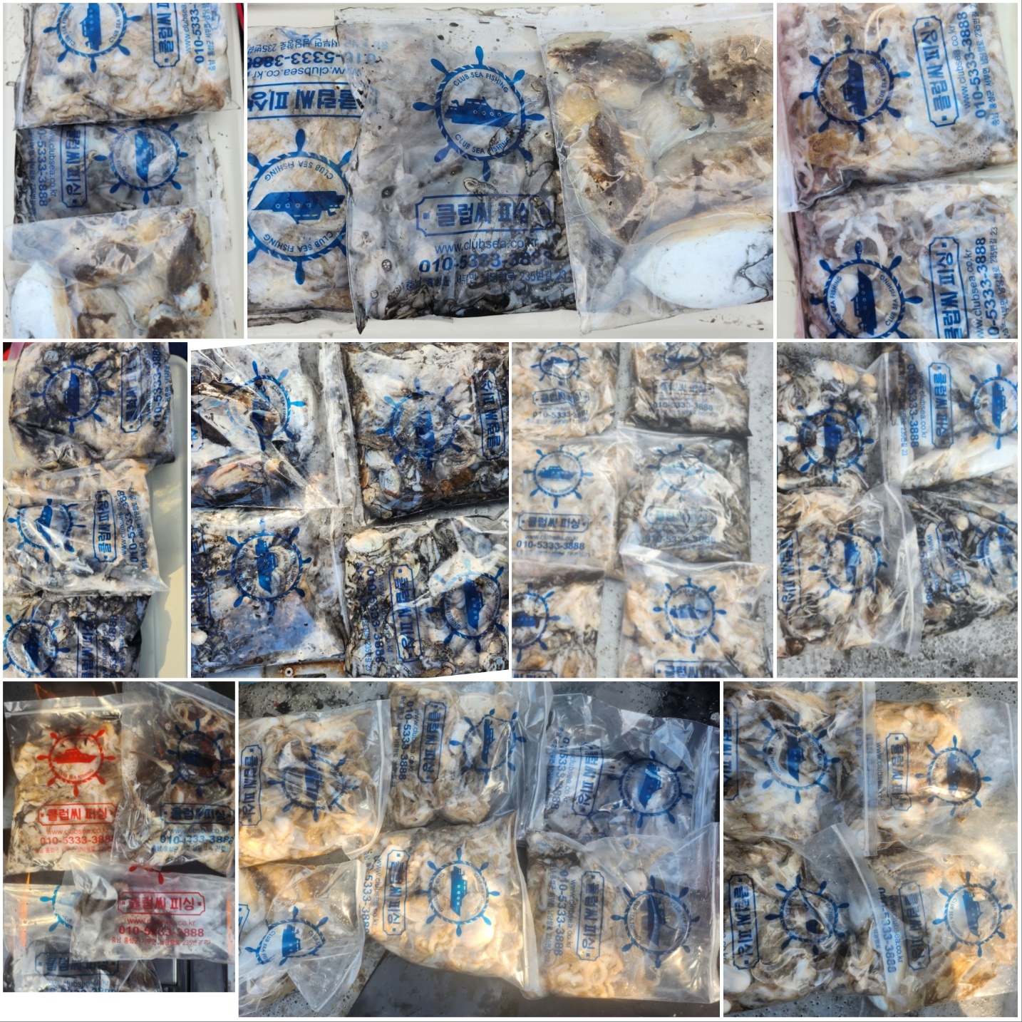 9월 10일 뉴대성호 주꾸미조황