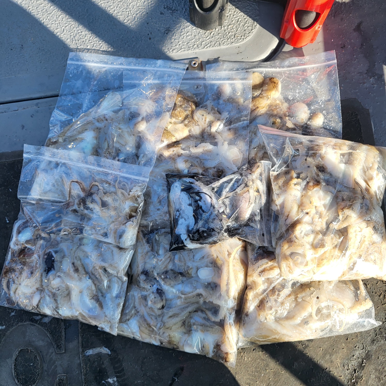 9월5일 마린호 쭈조황입니다