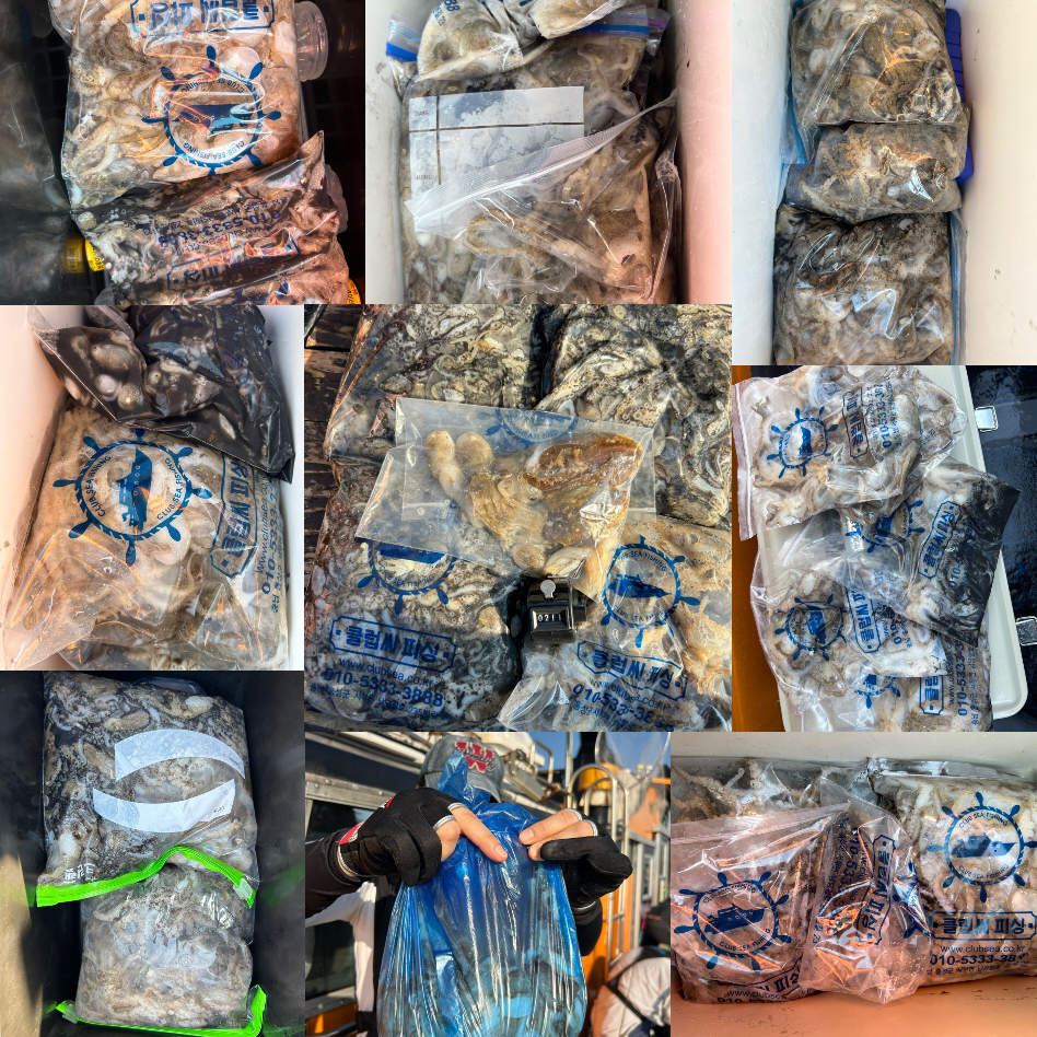 9월 1일 대성호 주꾸미 조황입니다