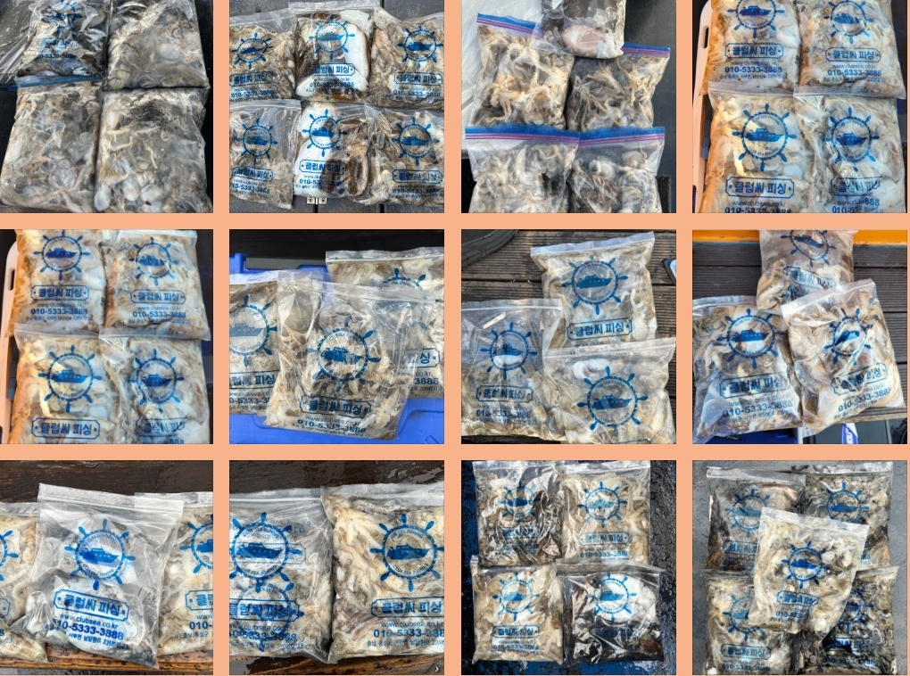 9월 17일 대성호 주꾸미 조황입니다