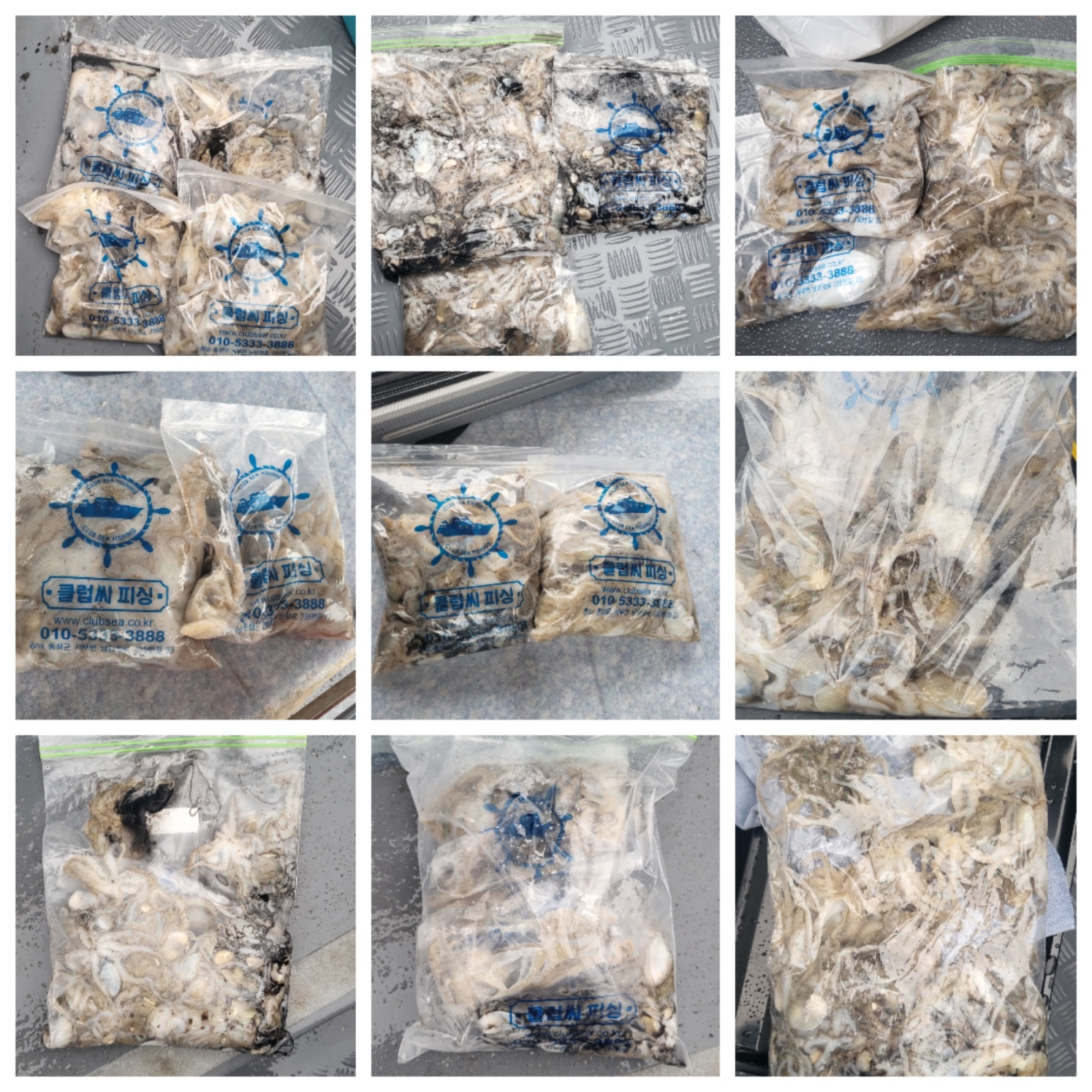 9월16일 마린호 쭈조황입니다