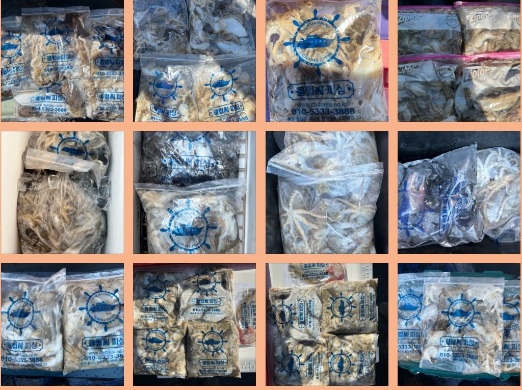 9월 5일 대성호 주꾸미 조황입니다